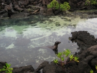 Sea lion