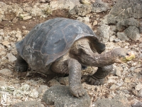 Giant tortoise