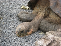 Giant tortoise