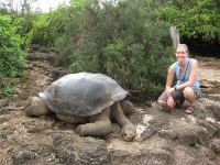 Giant tortoise