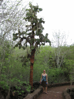 Cool cactus trees in the Galapagos