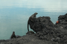 Iguanas and crabs