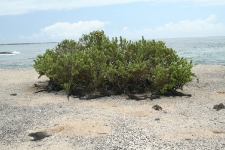 Iguanas digging holes for nesting