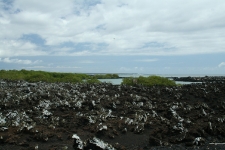 Lava rocks and mangroves