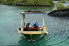 The sea lion that took over our boat