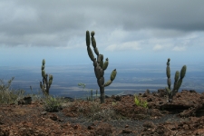 Cactus on Isabela