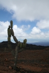 Cactus on Isabela