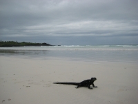 Iguana on Tortuga Beach