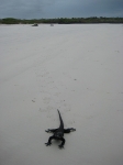 Iguana and his tracks