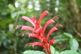 Flower at Monteverde