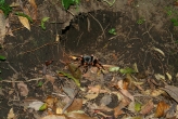 Tarantula - Night Tour