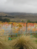 Autumn vineyards in the rain
