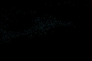Glow worms!