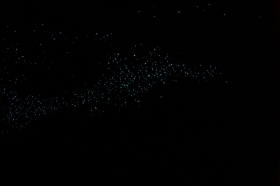 Glow worms!