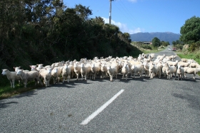 Sheep drive!