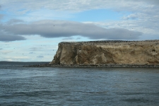 Isla Marta, more penguins plus sea lions