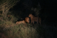 Lions before sunrise