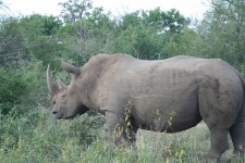 White Rhino