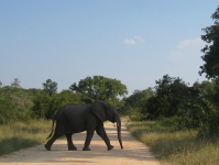Elephant crossing the road