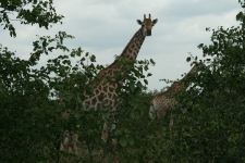 Giraffe
