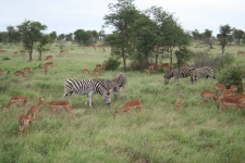 Zebra and Impala