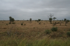 There\'s a wildabeest in the distance (middle left)