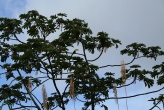 Tucan