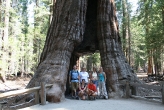 Sequoias_-_Tunnel_Tree_-_Group