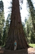 Sequoias_-_Alonna