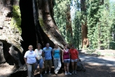Sequoias_-_Group