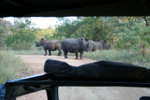 Rhinos on the defense