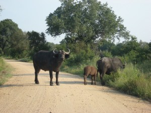 Face-off with a water buffalo Face-off with a water buffalo