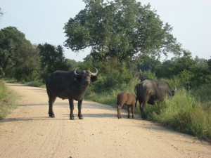 Face-off with a water buffalo