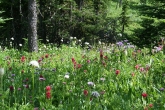 Wildflowers