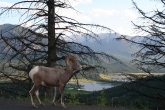 Bighorn Sheep