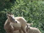 Female and baby Bighorn Sheep