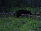 Black Bear