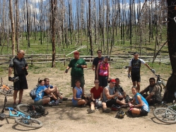 Since the forest fire, shade is limited