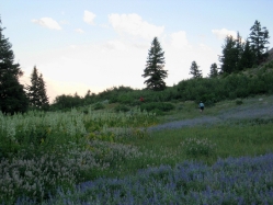 Beautiful flowers up at Bogus Basin