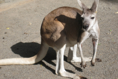 Cairns Zoo