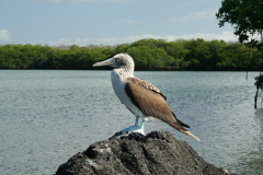 Galapagos Animals