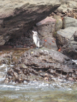 Galapagos penguin