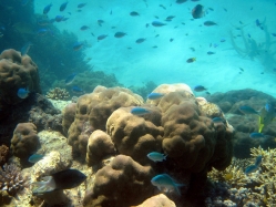 The Great Barrier Reef