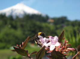 Bumble bee!