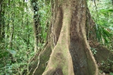 Monteverde