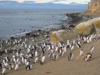 Penguins on Isla Magdalena