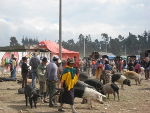 Saquisili - market animals