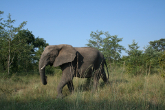 South Africa Safari