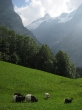 Cool-looking goats half white and half black