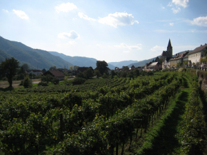 Vineyards everywhere